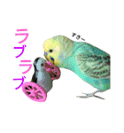 セキセイインコパルの1日Vol.2（個別スタンプ：18）