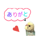 セキセイインコパルの1日Vol.2（個別スタンプ：25）