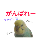 セキセイインコパルの1日Vol.2（個別スタンプ：31）