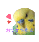 セキセイインコパルの1日Vol.2（個別スタンプ：32）