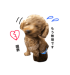 愛犬りく君.（個別スタンプ：1）