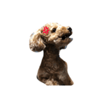 愛犬りく君.（個別スタンプ：2）