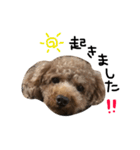愛犬りく君.（個別スタンプ：3）