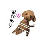 愛犬りく君.（個別スタンプ：4）