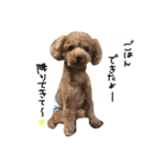 愛犬りく君.（個別スタンプ：5）
