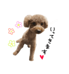 愛犬りく君.（個別スタンプ：6）
