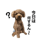 愛犬りく君.（個別スタンプ：7）