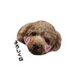 愛犬りく君.（個別スタンプ：8）
