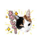 三毛猫 こなつ（個別スタンプ：3）