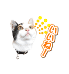 三毛猫 こなつ（個別スタンプ：4）