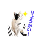 三毛猫 こなつ（個別スタンプ：5）