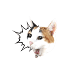 三毛猫 こなつ（個別スタンプ：6）