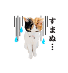 三毛猫 こなつ（個別スタンプ：7）