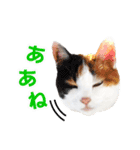 三毛猫 こなつ（個別スタンプ：8）