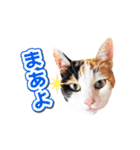 三毛猫 こなつ（個別スタンプ：9）