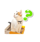三毛猫 こなつ（個別スタンプ：11）