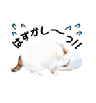 三毛猫 こなつ（個別スタンプ：12）