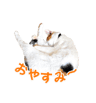三毛猫 こなつ（個別スタンプ：13）