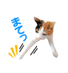 三毛猫 こなつ（個別スタンプ：14）
