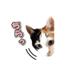 三毛猫 こなつ（個別スタンプ：15）