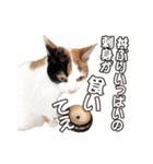 三毛猫 こなつ（個別スタンプ：16）