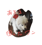 サモエドわんこのおしゃべり（個別スタンプ：1）