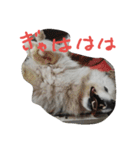 サモエドわんこのおしゃべり（個別スタンプ：3）