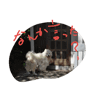 サモエドわんこのおしゃべり（個別スタンプ：5）