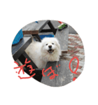 サモエドわんこのおしゃべり（個別スタンプ：7）