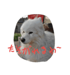サモエドわんこのおしゃべり（個別スタンプ：8）