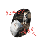 サモエドわんこのおしゃべり（個別スタンプ：11）