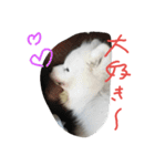 サモエドわんこのおしゃべり（個別スタンプ：15）