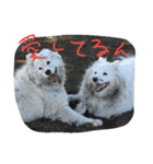 サモエドわんこのおしゃべり（個別スタンプ：20）