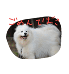 サモエドわんこのおしゃべり（個別スタンプ：21）