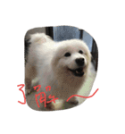 サモエドわんこのおしゃべり（個別スタンプ：23）