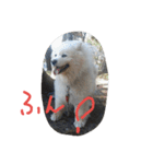サモエドわんこのおしゃべり（個別スタンプ：24）