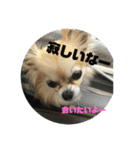 チワワ ラブラブ編。（個別スタンプ：1）
