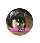 チワワ ラブラブ編。（個別スタンプ：3）