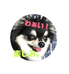 チワワ ラブラブ編。（個別スタンプ：9）