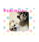 チワワ ラブラブ編。（個別スタンプ：13）