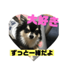 チワワ ラブラブ編。（個別スタンプ：14）