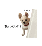 チワワのルイさん（個別スタンプ：12）
