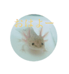 うちのうぱこ（個別スタンプ：1）
