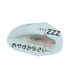 うちのうぱこ（個別スタンプ：3）