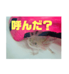 うちのうぱこ（個別スタンプ：8）