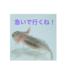 うちのうぱこ（個別スタンプ：9）