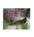 うちのうぱこ（個別スタンプ：14）