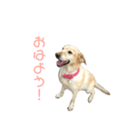 ラブラドールのラブちゃん（個別スタンプ：15）