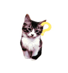 ねこ表情系スタンプ（個別スタンプ：2）