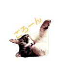 ねこ表情系スタンプ（個別スタンプ：4）